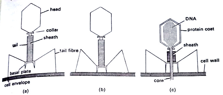 Mechanism of attachment and introduction of DNA into host cell in a T-even bacteriophage.